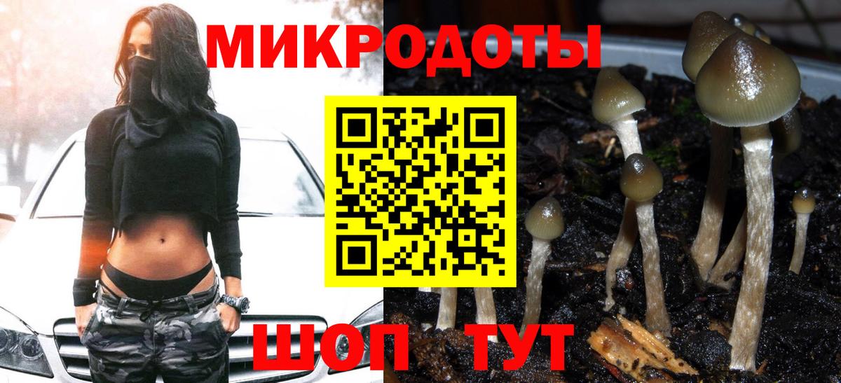 Галлюциногенные грибы Psilocybine cubensis Красногорск
